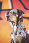 female Louisiana Catahoula Leopard Dog
