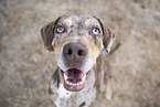 female Louisiana Catahoula Leopard Dog