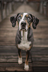 Louisiana Catahoula Leopard Dog