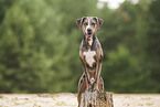 male Louisiana Catahoula Leopard Dog
