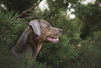 male Louisiana Catahoula Leopard Dog