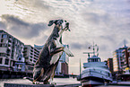 Louisiana Catahoula Leopard Dog in the city