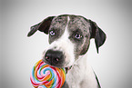 Louisiana Catahoula Leopard Dog Portrait