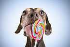 female Louisiana Catahoula Leopard Dog
