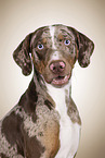 Louisiana Catahoula Leopard