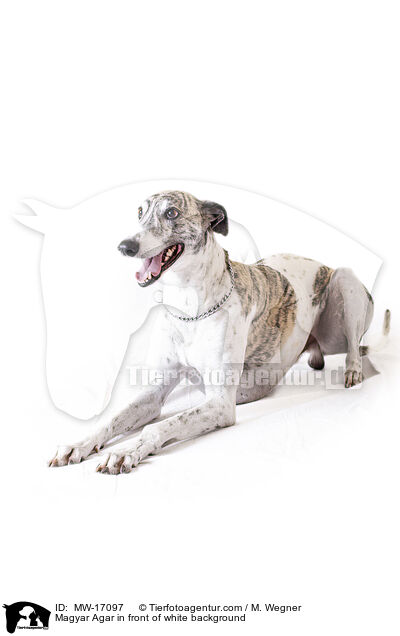 Magyar Agar in front of white background / MW-17097