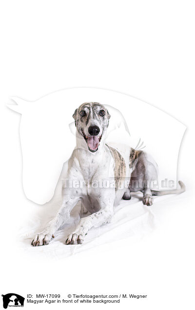 Magyar Agar in front of white background / MW-17099