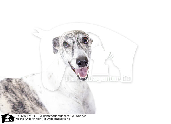 Magyar Agar vor weiem Hintergrund / Magyar Agar in front of white background / MW-17104