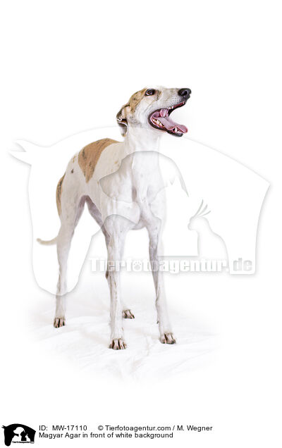 Magyar Agar in front of white background / MW-17110