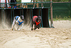 running Magyar Agar