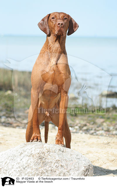 Magyar Vizsla am Strand / Magyar Vizsla at the beach / IF-02463