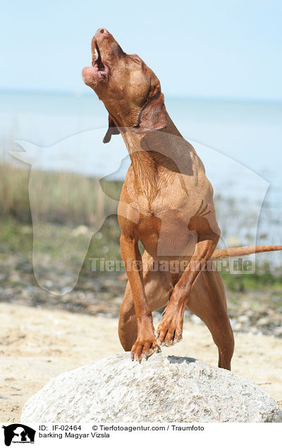 barking Magyar Vizsla / IF-02464