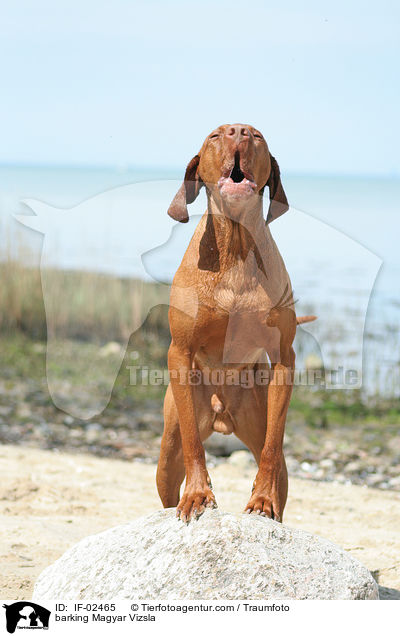 barking Magyar Vizsla / IF-02465