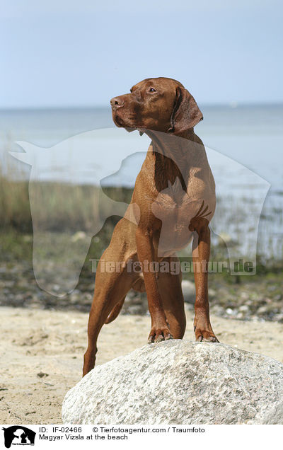 Magyar Vizsla at the beach / IF-02466