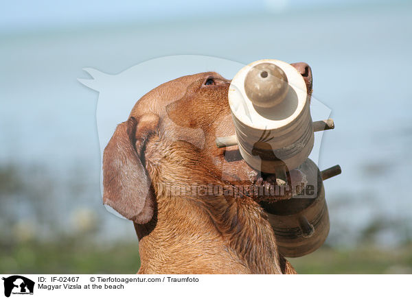 Magyar Vizsla at the beach / IF-02467