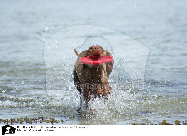 Magyar Vizsla at the beach / IF-02468