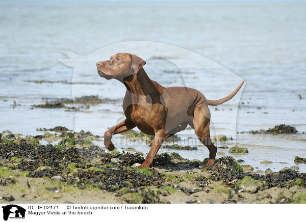 Magyar Vizsla at the beach / IF-02471