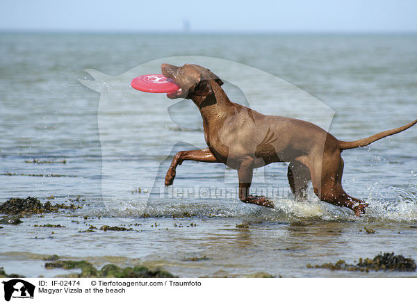 Magyar Vizsla at the beach / IF-02474