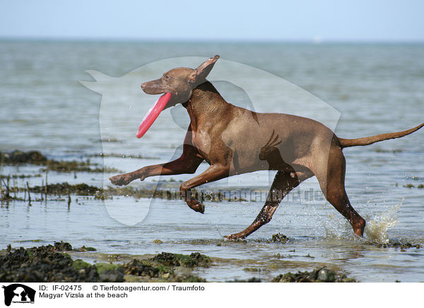 Magyar Vizsla at the beach / IF-02475