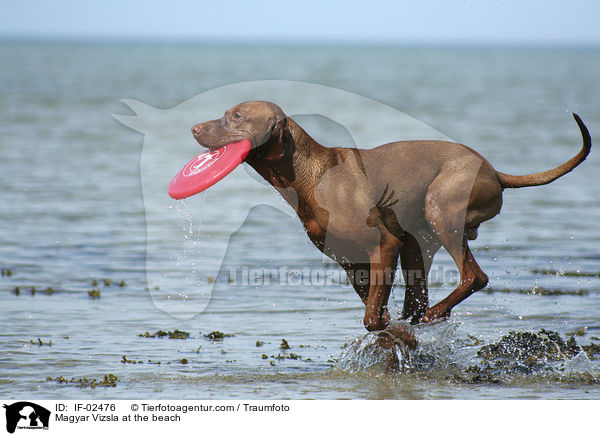 Magyar Vizsla at the beach / IF-02476