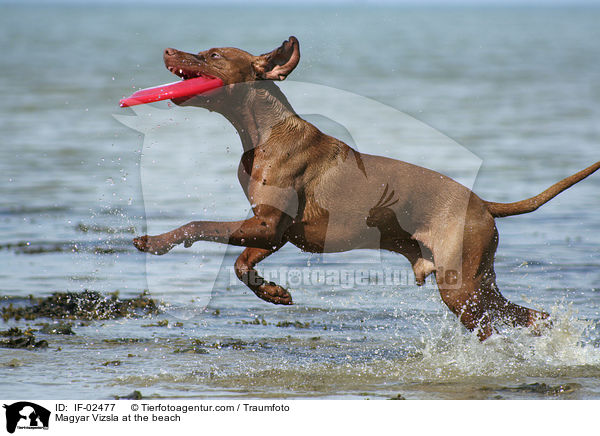 Magyar Vizsla at the beach / IF-02477