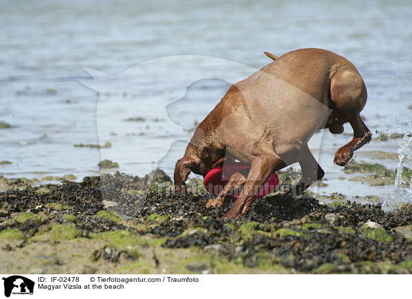 Magyar Vizsla at the beach / IF-02478