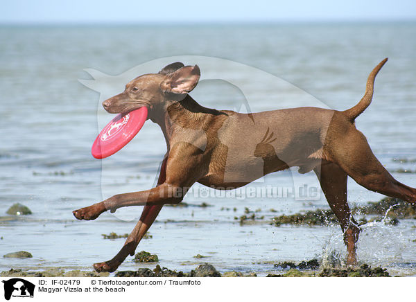 Magyar Vizsla at the beach / IF-02479