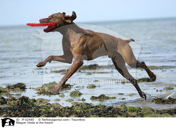 Magyar Vizsla at the beach / IF-02480