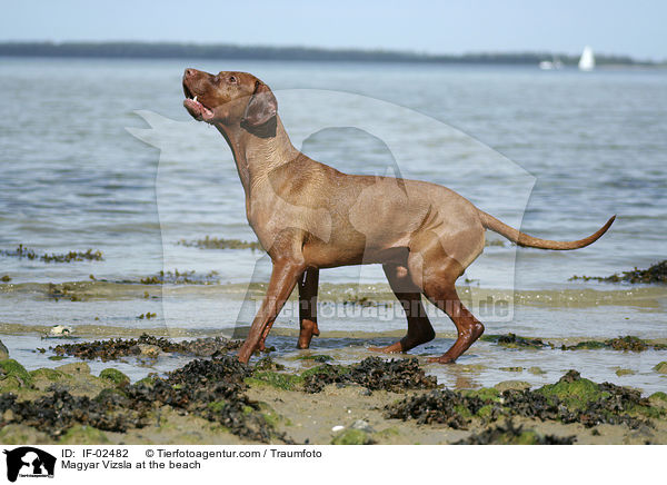 Magyar Vizsla at the beach / IF-02482