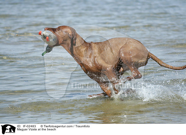 Magyar Vizsla at the beach / IF-02483