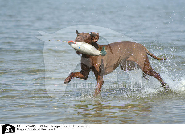 Magyar Vizsla am Strand / Magyar Vizsla at the beach / IF-02485