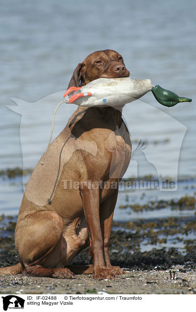 sitzender Magyar Vizsla / sitting Magyar Vizsla / IF-02488