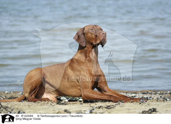 lying Magyar Vizsla / IF-02489