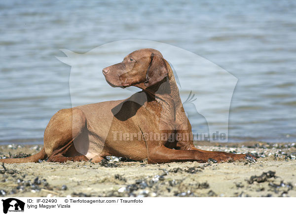 lying Magyar Vizsla / IF-02490