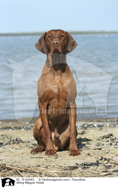 sitting Magyar Vizsla / IF-02493