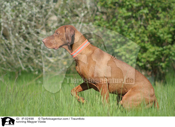 running Magyar Vizsla / IF-02498