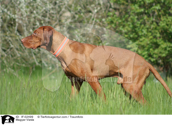 Magyar Vizsla / IF-02499