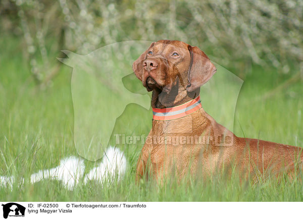 lying Magyar Vizsla / IF-02500