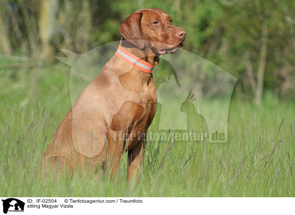 sitting Magyar Vizsla / IF-02504