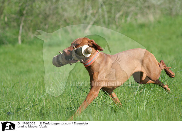 rennender Magyar Vizsla / running Magyar Vizsla / IF-02505