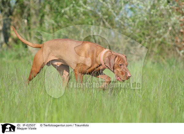 Magyar Vizsla / IF-02507