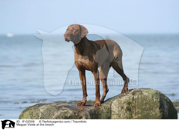 Magyar Vizsla at the beach / IF-02508