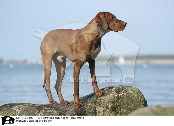 Magyar Vizsla at the beach / IF-02509
