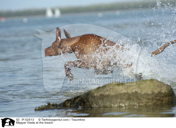 Magyar Vizsla at the beach / IF-02513