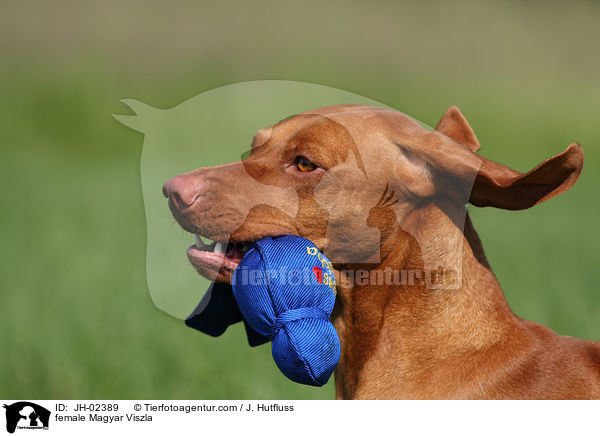 Magyar Viszla Hndin / female Magyar Viszla / JH-02389
