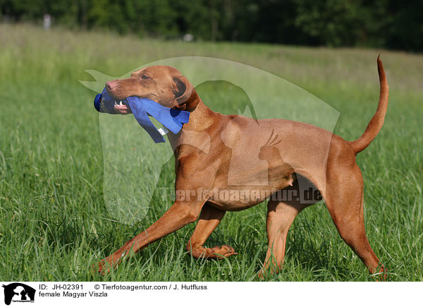 female Magyar Viszla / JH-02391