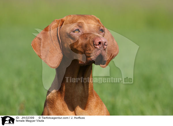 female Magyar Viszla / JH-02399