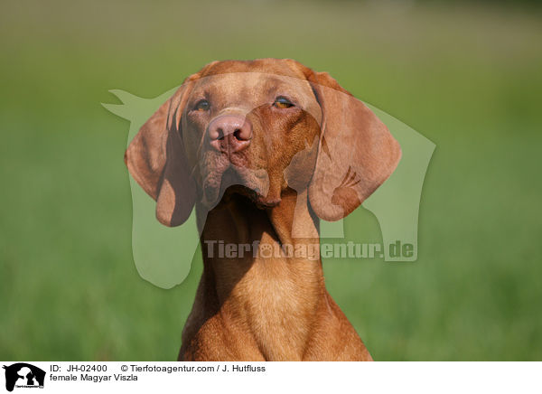 female Magyar Viszla / JH-02400