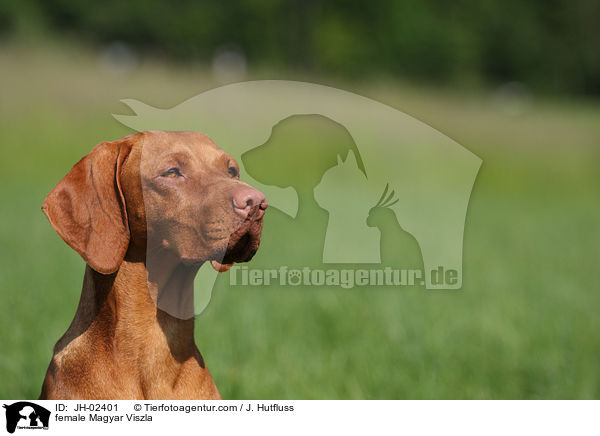 female Magyar Viszla / JH-02401