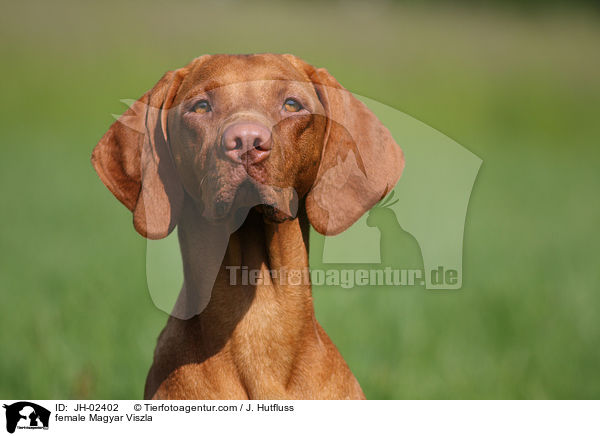 female Magyar Viszla / JH-02402